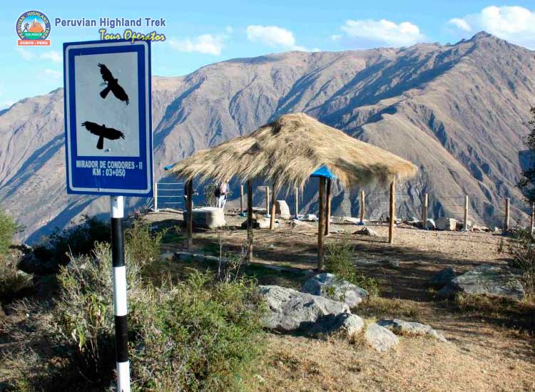 The flight of Andean Condor Chonta